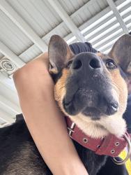 Found/Stray Male Dog last seen Lassen and Yolanda, Los Angeles, CA 91324