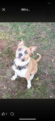 Lost Male Dog last seen broad street, Rome, GA 30161