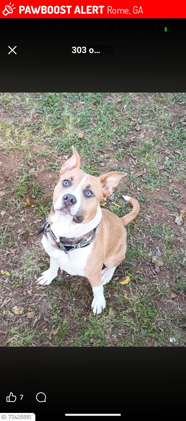 Lost Male Dog last seen broad street, Rome, GA 30161