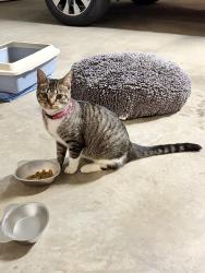 Reunited Female Cat last seen 59th and Hunter, Colman Park area, Raytown, MO 64133