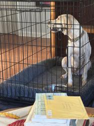 Reunited Female Dog last seen Oakview Trace and Ficus Ln, Fayetteville, GA 30215