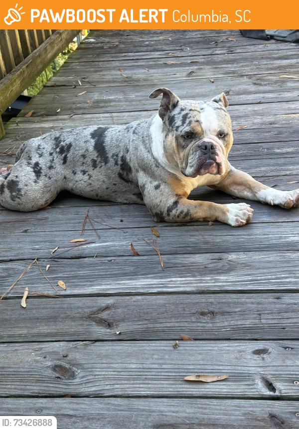Found/Stray Female Dog last seen Seton road, Columbia, SC 29212