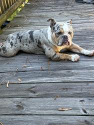 Found/Stray Female Dog last seen Seton road, Columbia, SC 29212