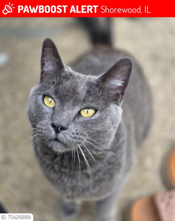 Lost Female Cat last seen Route 52 and route 59, Shorewood, IL 60404