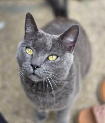 Lost Female Cat last seen Route 52 and route 59, Shorewood, IL 60404