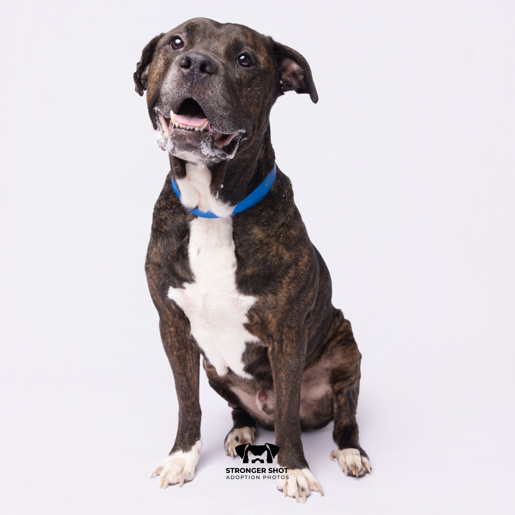 Shelter Stray Male Dog last seen , 3607 N Armenia Ave, Tampa, FL 33607, USA