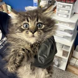 Shelter Stray Female Cat last seen , 244 Georgetown Rd, Jacksonville, NC 28540, USA