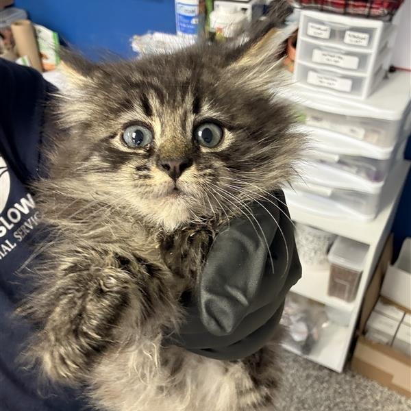 Shelter Stray Female Cat last seen , 244 Georgetown Rd, Jacksonville, NC 28540, USA