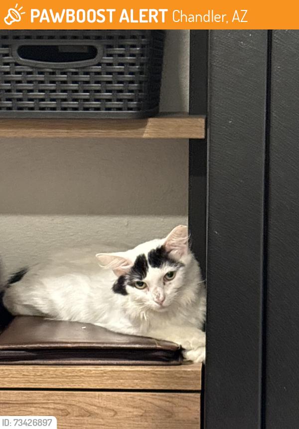 Found/Stray Male Cat last seen Dobson and Elliot, Chandler, AZ 85224