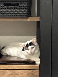 Found/Stray Male Cat last seen Dobson and Elliot, Chandler, AZ 85224