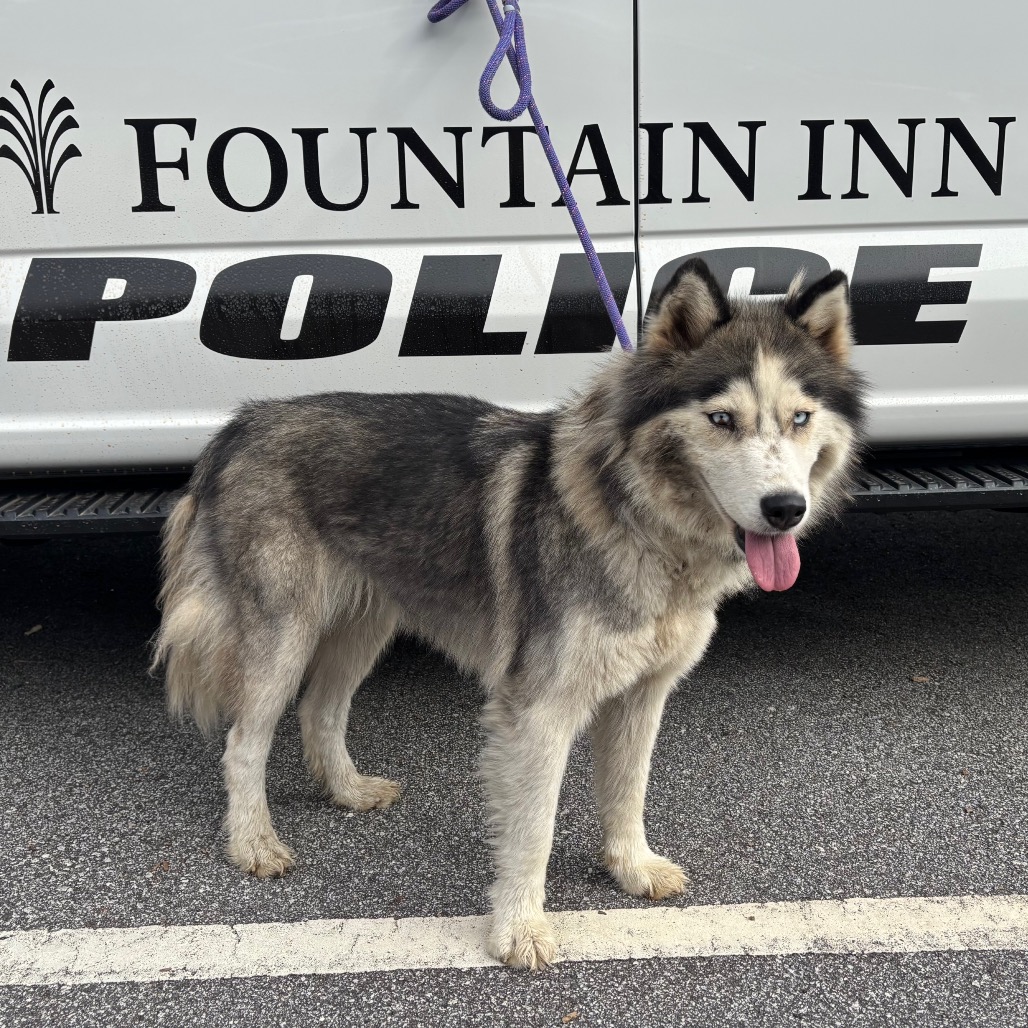 Shelter Stray Female Dog last seen , 300 N Main St, Fountain Inn, SC 29644, USA