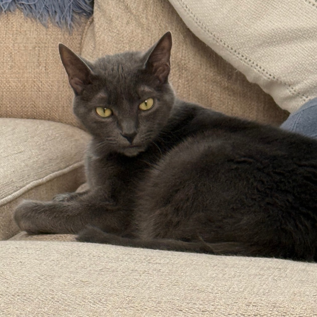 Shelter Stray Male Cat last seen , 244 Georgetown Rd, Jacksonville, NC 28540, USA