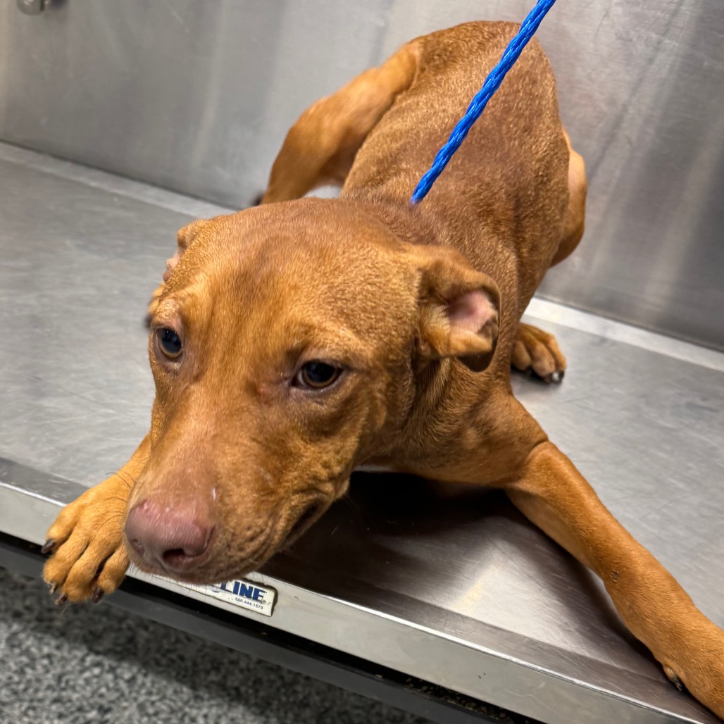 Shelter Stray Male Dog last seen , 244 Georgetown Rd, Jacksonville, NC 28540, USA