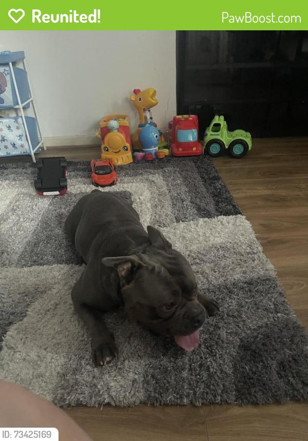 Reunited Male Dog last seen Cramberwell Station Road, Camberwell, Anglia 