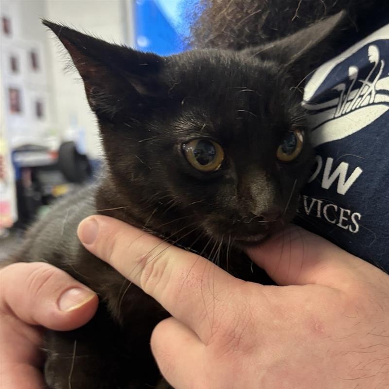 Shelter Stray Female Cat last seen , 244 Georgetown Rd, Jacksonville, NC 28540, USA