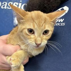 Shelter Stray Male Cat last seen , 244 Georgetown Rd, Jacksonville, NC 28540, USA