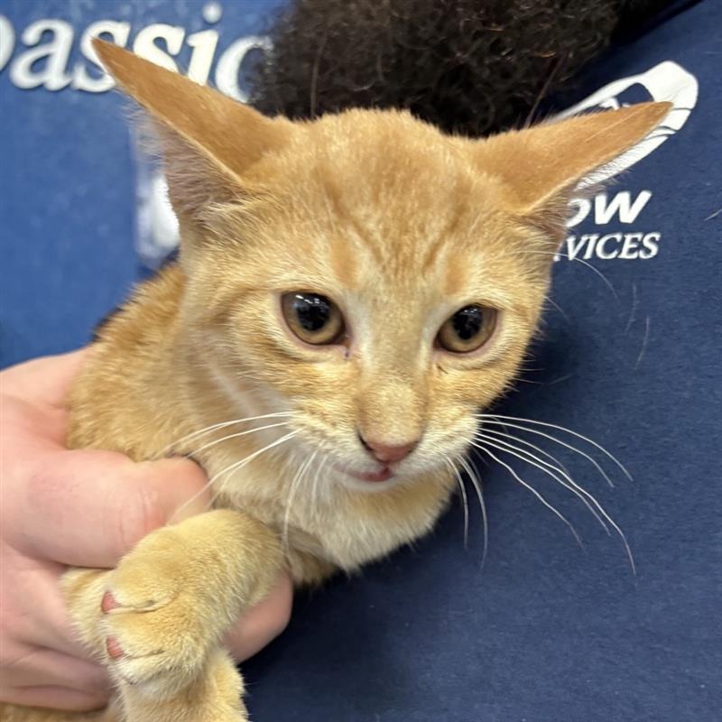 Shelter Stray Male Cat last seen , 244 Georgetown Rd, Jacksonville, NC 28540, USA