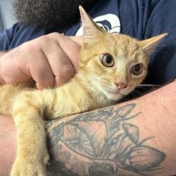 Shelter Stray Male Cat last seen , 244 Georgetown Rd, Jacksonville, NC 28540, USA