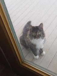 Lost Female Cat last seen Bower road, West Township, OH 44657