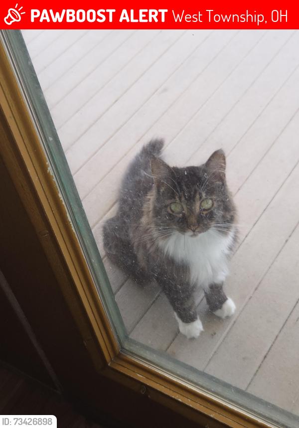 Lost Female Cat last seen Bower road, West Township, OH 44657