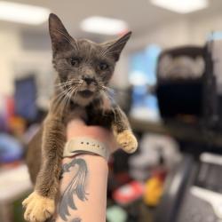 Shelter Stray Female Cat last seen , 244 Georgetown Rd, Jacksonville, NC 28540, USA