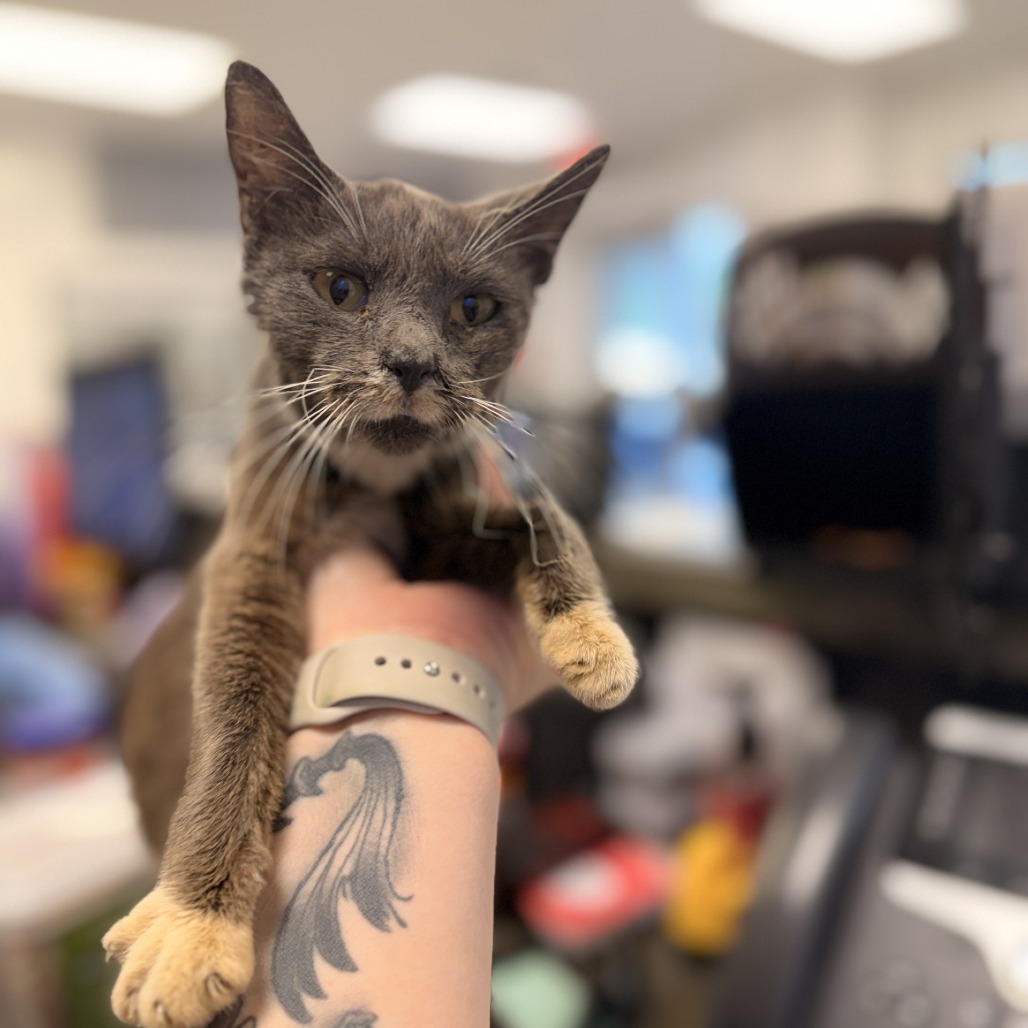 Shelter Stray Female Cat last seen , 244 Georgetown Rd, Jacksonville, NC 28540, USA