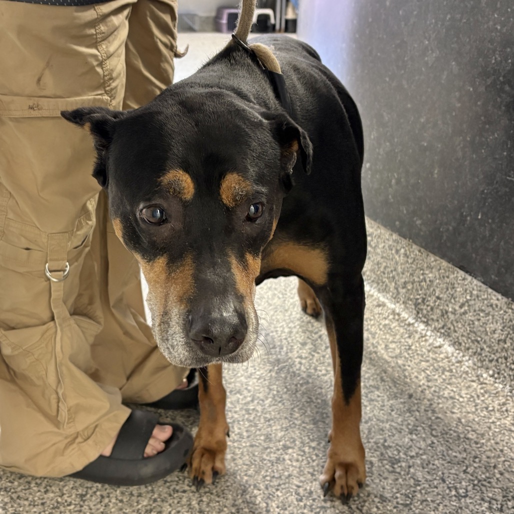 Shelter Stray Female Dog last seen , 244 Georgetown Rd, Jacksonville, NC 28540, USA