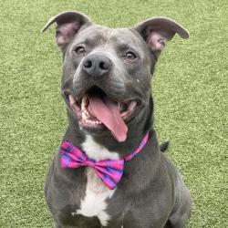 Shelter Stray Male Dog last seen , 244 Georgetown Rd, Jacksonville, NC 28540, USA