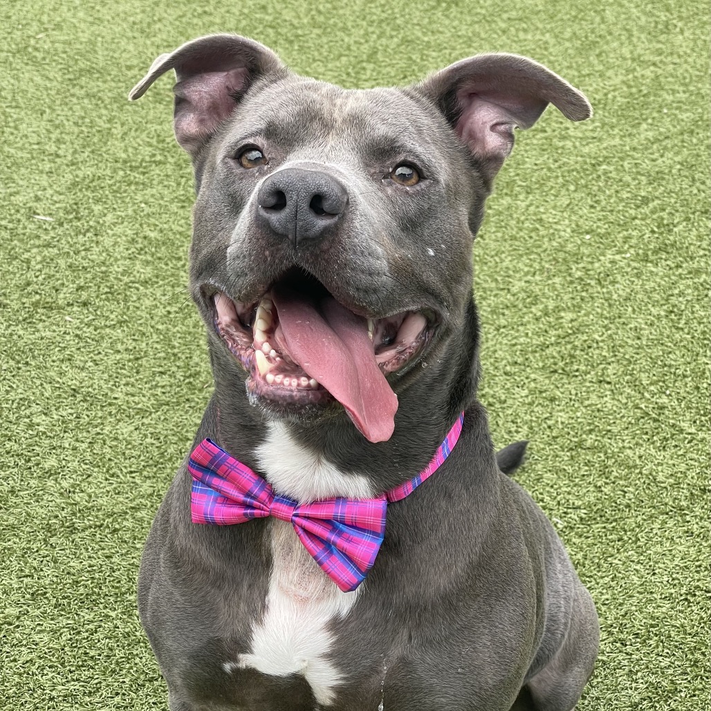 Shelter Stray Male Dog last seen , 244 Georgetown Rd, Jacksonville, NC 28540, USA