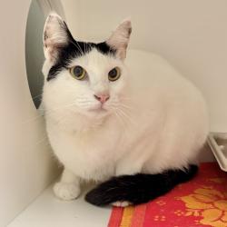 Shelter Stray Male Cat last seen , 244 Georgetown Rd, Jacksonville, NC 28540, USA