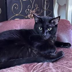 Shelter Stray Male Cat last seen , 244 Georgetown Rd, Jacksonville, NC 28540, USA