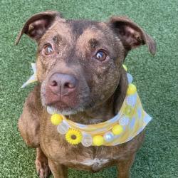 Shelter Stray Female Dog last seen , 244 Georgetown Rd, Jacksonville, NC 28540, USA