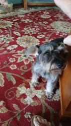 Lost Female Dog last seen Parkwayway Pike & Edmond Rd, Shelbyville, TN 37160