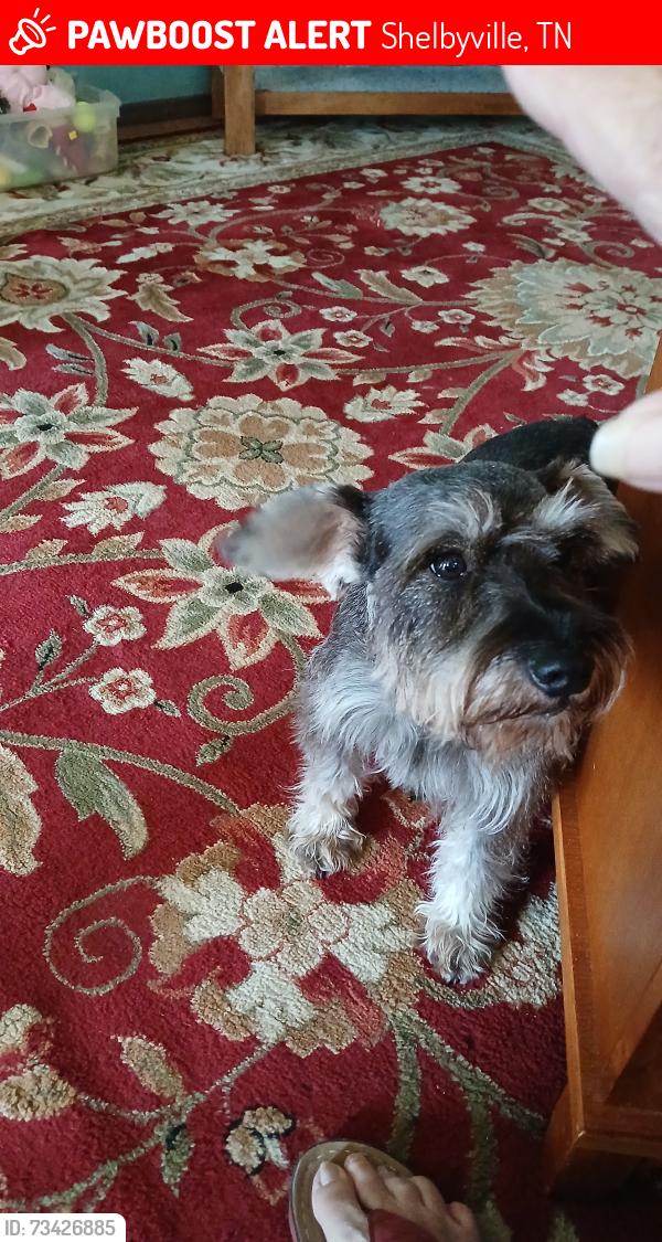 Lost Female Dog last seen Parkwayway Pike & Edmond Rd, Shelbyville, TN 37160
