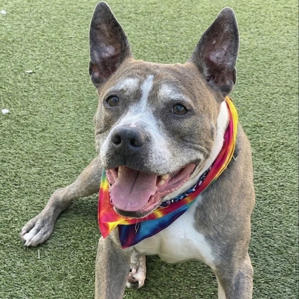 Shelter Stray Male Dog last seen , 244 Georgetown Rd, Jacksonville, NC 28540, USA