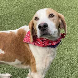 Shelter Stray Male Dog last seen , 244 Georgetown Rd, Jacksonville, NC 28540, USA