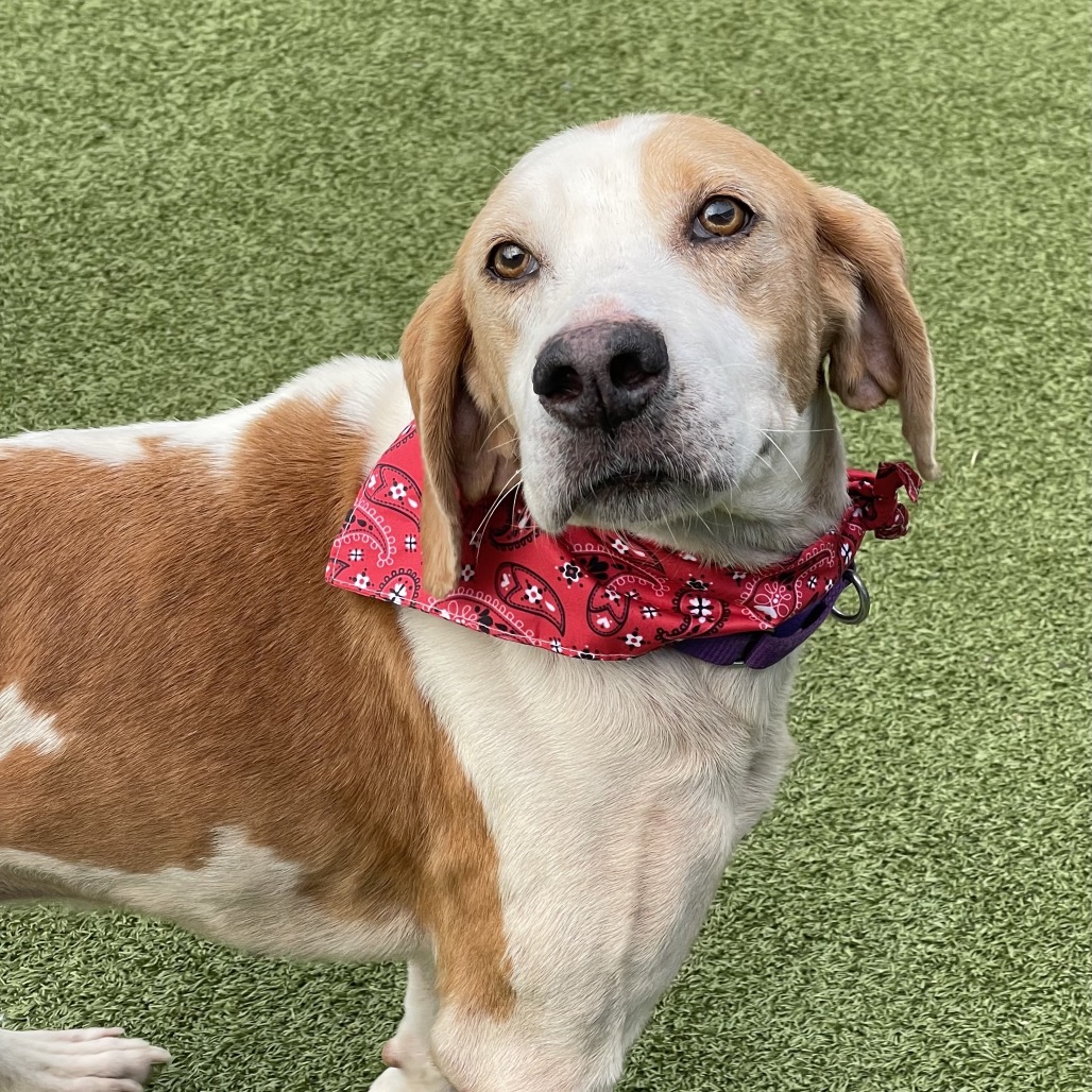 Shelter Stray Male Dog last seen , 244 Georgetown Rd, Jacksonville, NC 28540, USA
