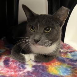Shelter Stray Male Cat last seen , 244 Georgetown Rd, Jacksonville, NC 28540, USA