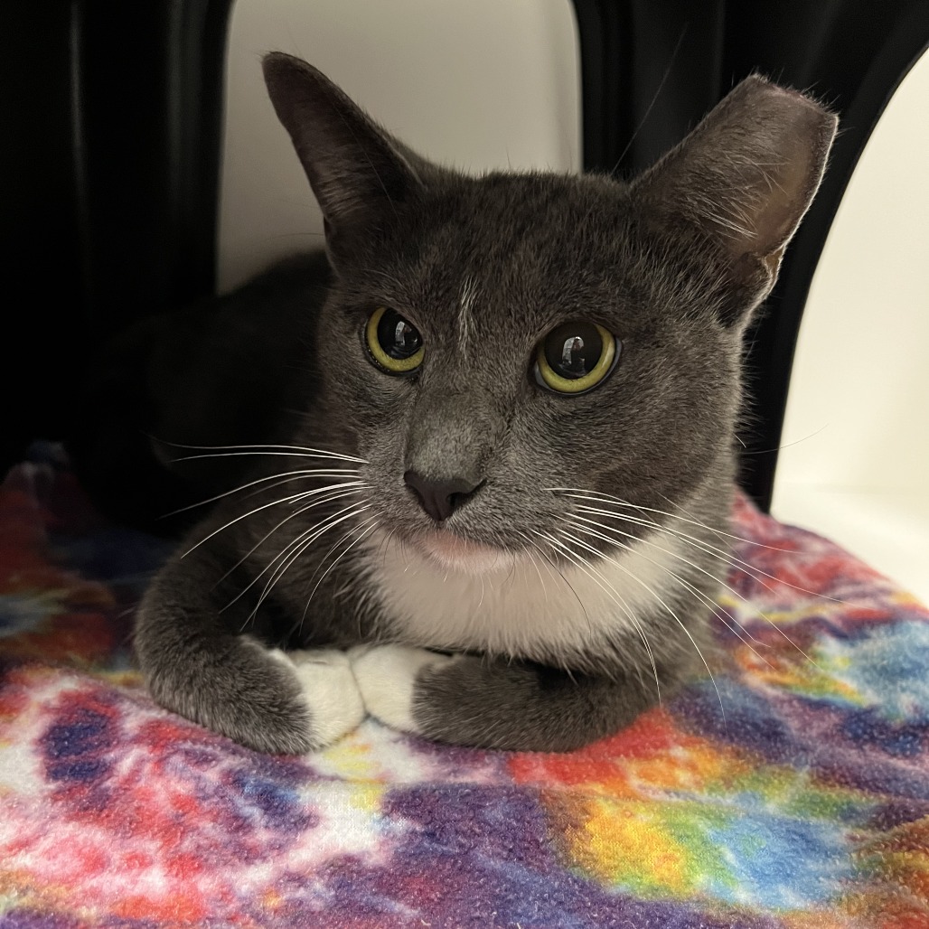 Shelter Stray Male Cat last seen , 244 Georgetown Rd, Jacksonville, NC 28540, USA