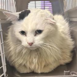 Shelter Stray Female Cat last seen , 244 Georgetown Rd, Jacksonville, NC 28540, USA