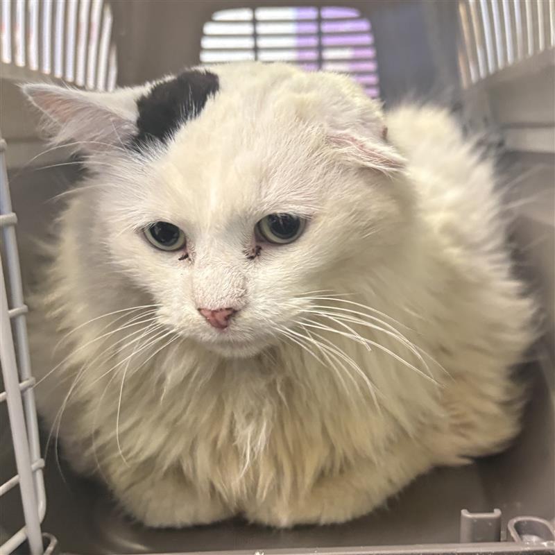 Shelter Stray Female Cat last seen , 244 Georgetown Rd, Jacksonville, NC 28540, USA
