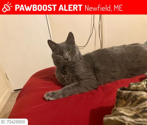 Lost Male Cat last seen Libby road and Corson road. ME Route 110 and NH route 153, Newfield, ME 04095