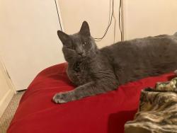 Lost Male Cat last seen Libby road and Corson road. ME Route 110 and NH route 153, Newfield, ME 04095