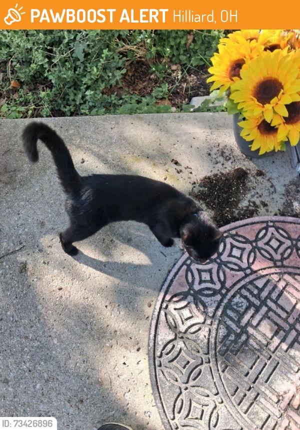 Found/Stray Unknown Cat last seen Leybourne Drive and Davidson Road, Hilliard, OH 43026