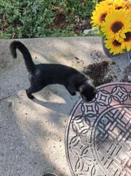 Found/Stray Unknown Cat last seen Leybourne Drive and Davidson Road, Hilliard, OH 43026