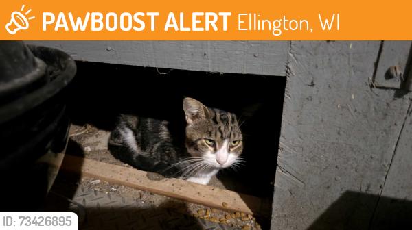 Found/Stray Unknown Cat last seen Immel Rd & Hofacker Heights, Ellington, WI 54944