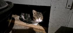Found/Stray Unknown Cat last seen Immel Rd & Hofacker Heights, Ellington, WI 54944
