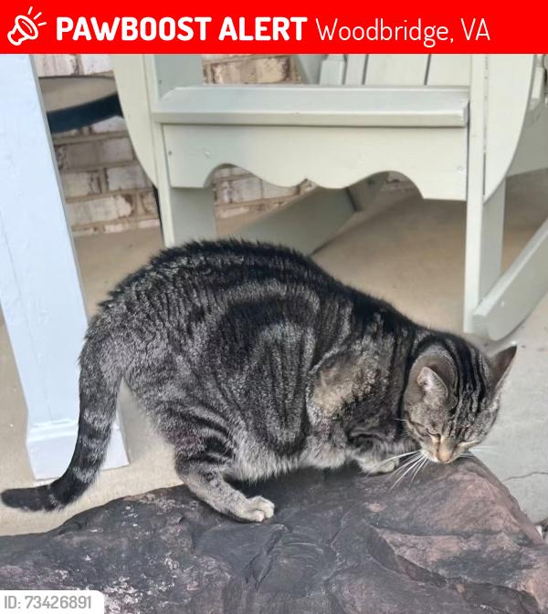 Lost Male Cat last seen Manitoba Drive & Hedges Run in Lake Ridge HOA, Woodbridge, VA 22192