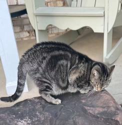 Lost Male Cat last seen Manitoba Drive & Hedges Run in Lake Ridge HOA, Woodbridge, VA 22192