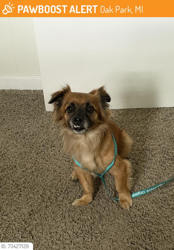 Found/Stray Male Dog last seen Northfield and Manistee, Oak Park, MI 48237